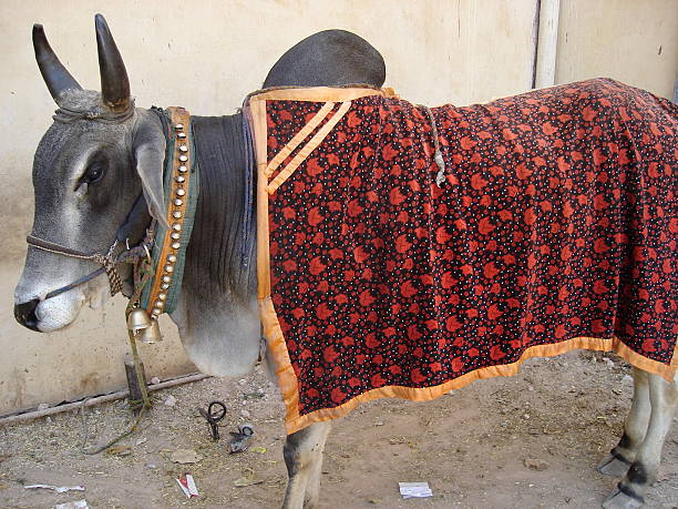 Blanket Sewa